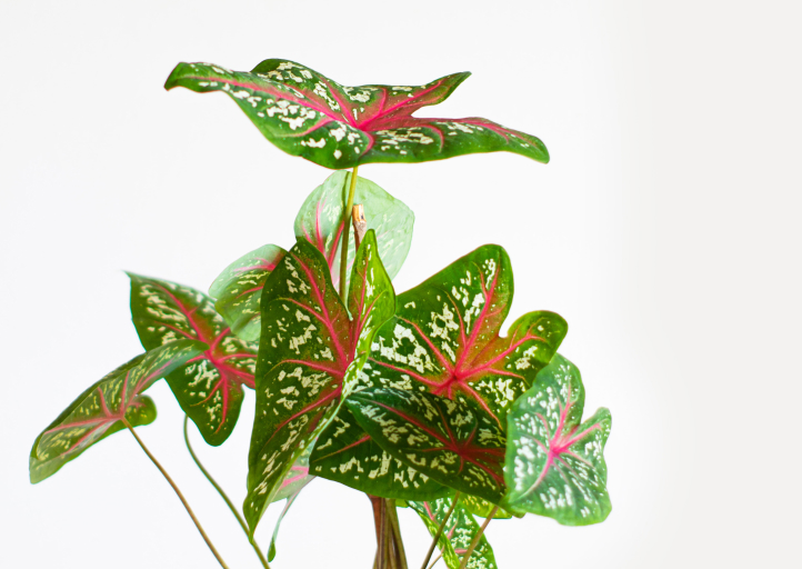 Caladium